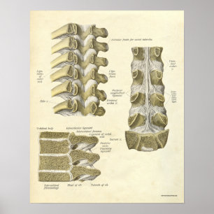 Poster Anatomie vintage Bones d'impression épine thoraciq