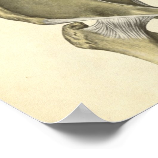 Poster Anatomie vintage Bones d'impression Pelvis (Coin)