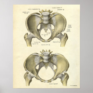 Poster Anatomie vintage Bones d'impression Pelvis