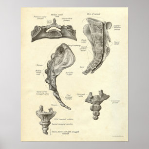 Poster Anatomie vintage Bones d'impression Sacrum
