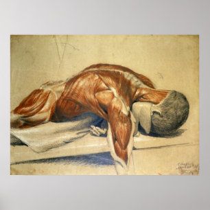 Poster Anatomie vintage Charles Landseer