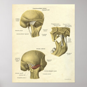 Poster Anatomie Vintage Conjoint TMJ
