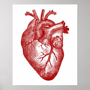 Poster Anatomie vintage de coeur