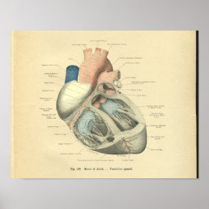 Poster Anatomie vintage de Frohse du coeur humain