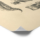 Poster Anatomie vintage de la colonne vertébrale 1880 Imp (Coin)