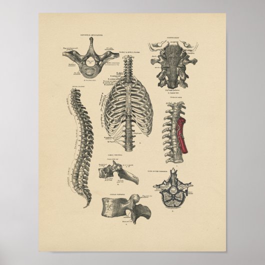 Poster Anatomie vintage de la colonne vertébrale 1880 Imp (Devant)