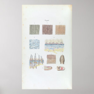 Poster Anatomie vintage de la peau et des ongles des chev