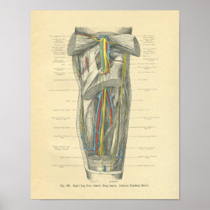 Poster Anatomie vintage de la rainure du genou et de la j