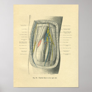 Poster Anatomie vintage de la rainure du genou et de la j