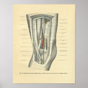 Poster Anatomie vintage de la rainure du genou et de la j