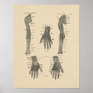 Poster Anatomie vintage des bras Nerves 1880 Imprimer