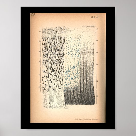 Poster Anatomie vintage des cellules cérébrales 1901 Impr (Devant)