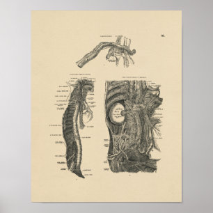 Poster Anatomie vintage des nerfs humains 1880 Imprimer
