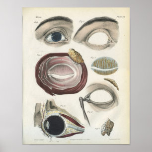 Poster Anatomie Vintage des yeux