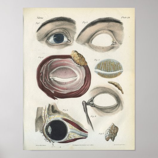 Poster Anatomie Vintage des yeux (Devant)