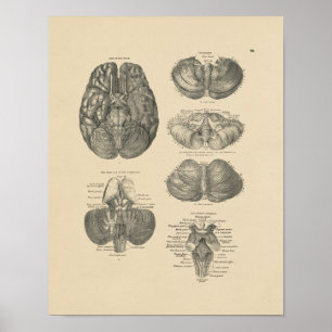 Poster Anatomie vintage du cerveau humain 1880 Imprimer
