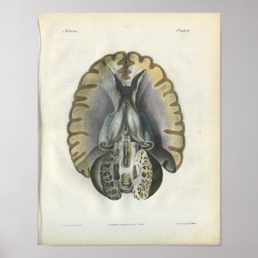 Poster Anatomie Vintage du cerveau humain Imprimer (Devant)