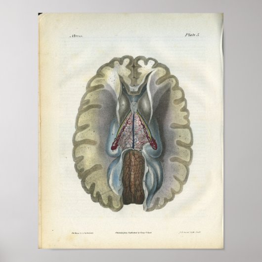 Poster Anatomie Vintage du cerveau humain Imprimer (Devant)