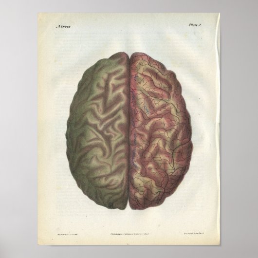 Poster Anatomie Vintage du cerveau humain Imprimer (Devant)