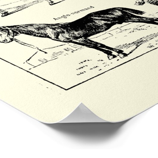 Poster Anatomie vintage du cheval (Coin)