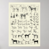 Poster Anatomie vintage du cheval (Devant)