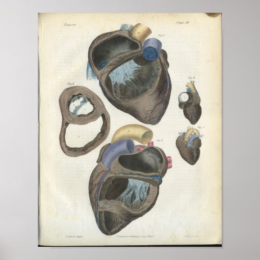 Poster Anatomie Vintage du coeur (Devant)