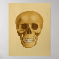 Anatomie Vintage du crâne humain