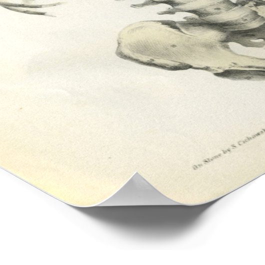 Poster Anatomie vintage du squelette axe (Coin)