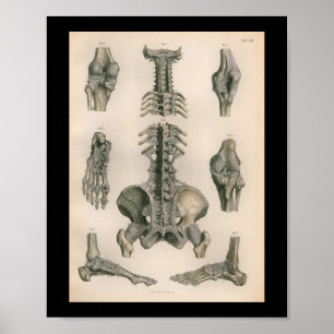 Poster Anatomie vintage Imprimer Joints de colonne