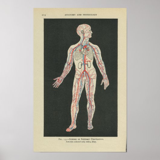 Poster Anatomie vintage Imprimer les vaisseaux sanguins (Devant)