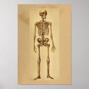 Poster Anatomie vintage Imprimer Squelette humain