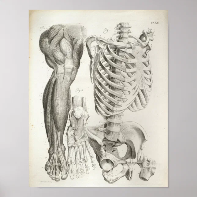Affiche Vintage Anatomie du corps humain - squelette, coeur