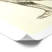 Poster Anatomie vintage | Muscles de jambe II (Coin)