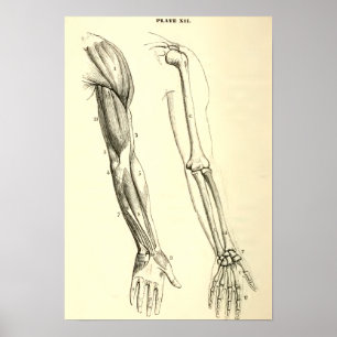 Poster Anatomie vintage   Muscles et os du bras