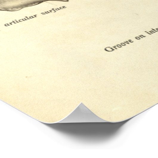 Poster Anatomie vintage Tibia (Coin)