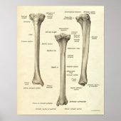 Poster Anatomie vintage Tibia (Devant)