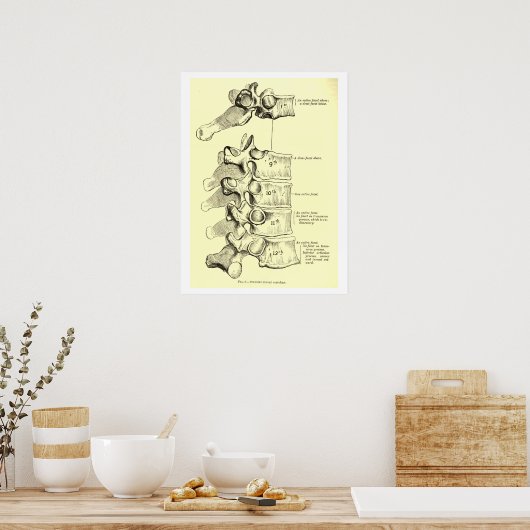 Poster Anatomie vintage | Vertebrae (Cuisine)