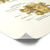 Poster anatomique de la colonne cervicale et de la (Coin)