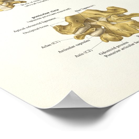 Poster anatomique de la colonne cervicale et de la (Coin)