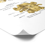 Poster anatomique de vertèbres et vertèbres 24" X (Coin)