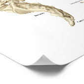 Poster anatomique de vertèbres et vertèbres 24" X  (Coin)