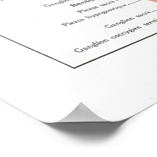 Poster anatomique des nerfs crâniens et viscéraux  (Coin)