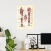 Poster anatomique des nerfs de la jambe en françai (Bureau à domicile)
