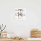 Poster Anatomisch Diagram menselijk rechter kniege (Keuken)