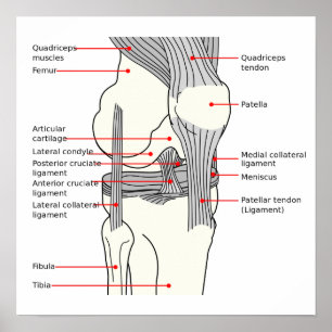 Poster Anatomisch Diagram menselijk rechter kniege