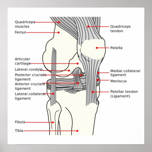 Poster Anatomisch Diagram menselijk rechter kniege (Voorkant)