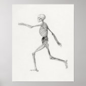 Poster  anatomische illustratie (Voorkant)