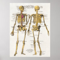 Poster  anatomische illustratie