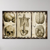 Poster Anatomiser (Devant)