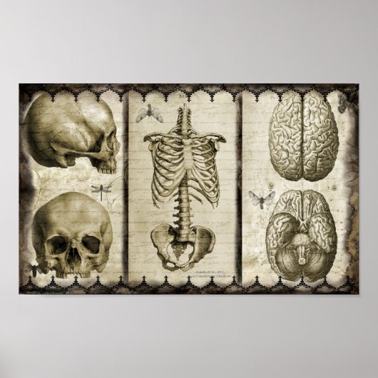 Poster Anatomiser (Devant)